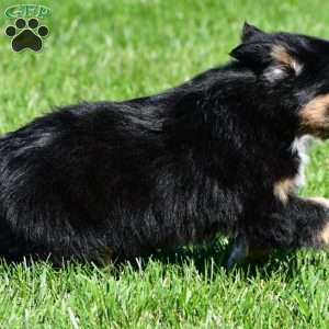 Ace, Australian Shepherd Puppy